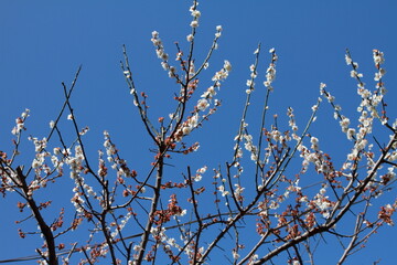 梅