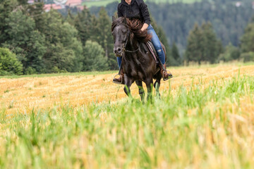 A female rider on her icelandic pony runninc across a rural field outdoors