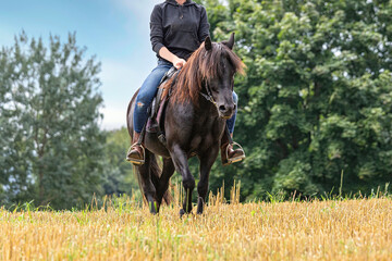 A female equestrian rides her icelandic pony on a field outdoors