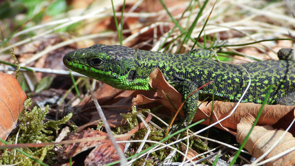 Iberian rock lizard is located in the Spain region of the Cantabrian Mountains 