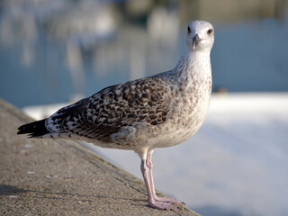 Closeup of juvenile herring gull (Larus argentatus) perched on a wall