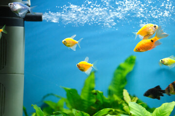 Fototapeta na wymiar Colorful exotic fish swimming in deep blue water aquarium with green tropical plants