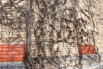 Vines growing on a old building