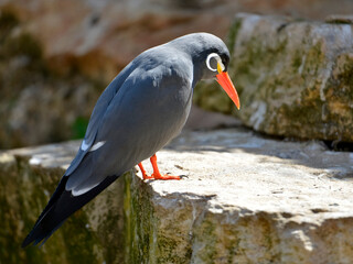 Inca tern (Larosterna inca) on rock and seen from above