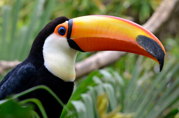 Profile portrait of toco toucan (Ramphastos toco) with his big beak strange