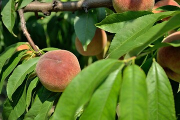 peaches on tree