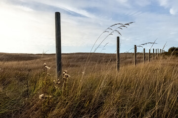 Fototapeta na wymiar rural grassy beach dunes with wildflowers and fence