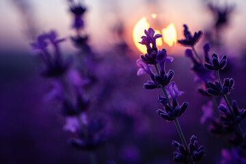 Obraz na płótnie Canvas Lavender flower background with beautiful purple colors and bokeh lights. Blooming lavender in a field at sunset in Provence, France. Close up. Selective focus.