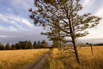 trees by road with fence and field under clouds