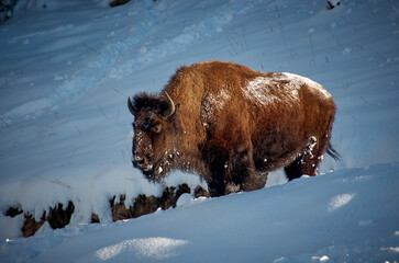 buffalo knee deep in snow 