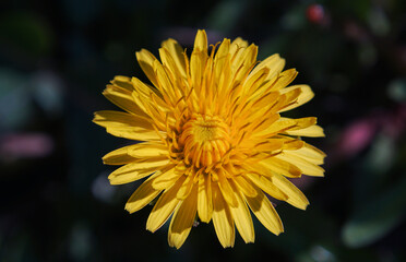 Yellow flower macro image