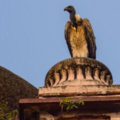 Indian Vulture or long billed vulture or Gyps indicus close up or portrait at Royal Cenotaphs (Chhatris) of Orchha, Madhya Pradesh, India, Orchha the lost city of India