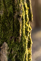 kora drzewa pokryta zielonym mchem jako tło