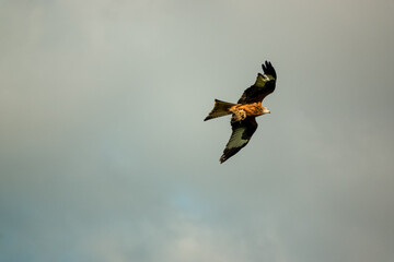 red kite (Milvus milvus) flying under a blue winter sky