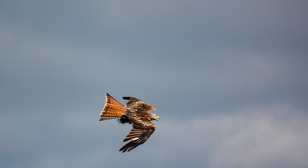 a wild red kite (Milvus milvus) under a blue sky