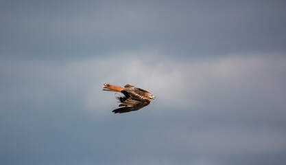 a wild red kite (Milvus milvus) under a blue sky