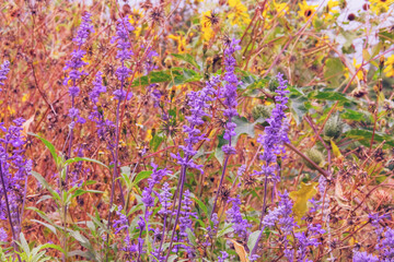 Obraz premium Purple summer flowers in a rustic farm garden. Medicinal herb. Salvia of violet color. Close up.