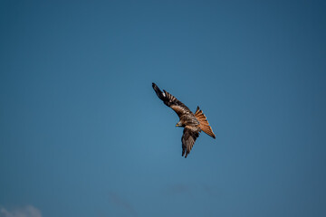 red kite (Milvus milvus) flying under a blue winter sky