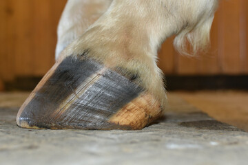 horse hoof barefoot and shod