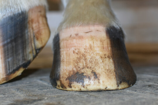 Horse Hoof Barefoot And Shod