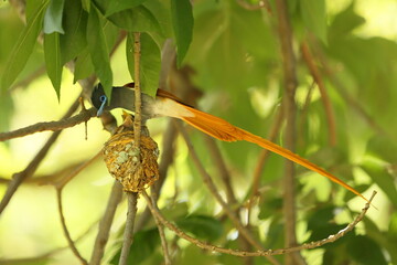 Paradise Flycatcher feeding chicks