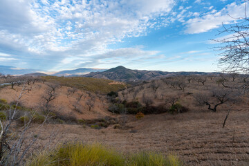 Almond cultivation in the south of Granada (Spain)