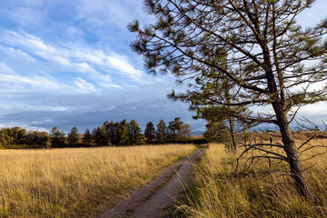 beach dunes tall trees dirt road dramatic sky