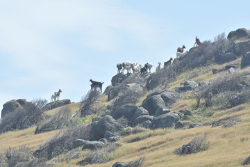 wild mountain goats on giant hill of rocky mountain side in the tropics