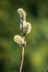 Obraz premium gałązka z baziami z żółtym pyłkiem