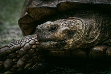 tortoise close up
