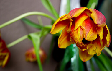 red and yellow tulips 