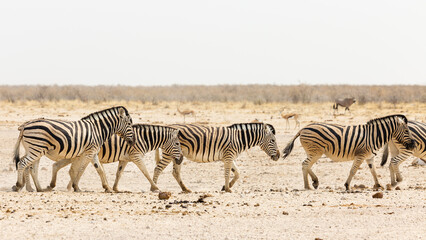 Obraz na płótnie Canvas Zebras group in Etosha National Park. Namibia