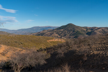 Almond cultivation in the south of Granada (Spain)