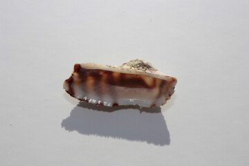 Seashell of bivalve mollusc Noah's ark shell or Noah's ark, Noah's arch (Arca noae) on a neutral background. Place of find: Aegean Sea, Greece, Halkidiki © Alexey