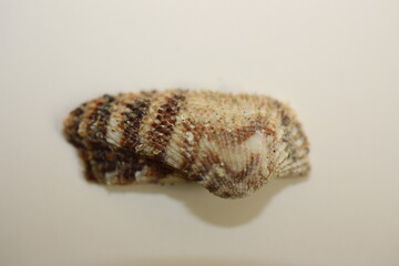 Seashell of bivalve mollusc Noah's ark shell or Noah's ark, Noah's arch (Arca noae) on a neutral...