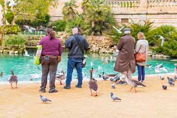 People feeding ducks in the Citadel Park of Barcelona, Spain.