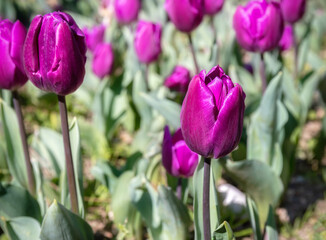 Purple tulips on a sunny day. Growing spring tulip flowers. Selective focus.