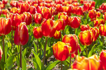 Growing red tulips in the field on a sunny day. Spring tulip flowers.