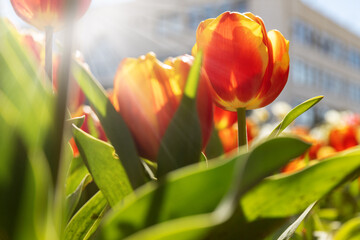 Naklejka premium Red tulips in city park on a sunny day. Sunlit spring tulip flowers on the background of building, close up. Selective focus.
