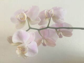 Fototapeta premium Pale Pink Moth Orchi