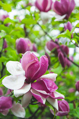 Blossom Magnolia Soulangeana flower in spring time in the garden on green background. Bright pink flower on a branch. Natural soft bokeh background of a garden as wallpaper.