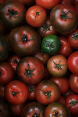 Tomatoes smooth round, group, Sicilian tomatoes, Italian vegetables