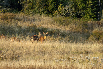 single adult deer walking through a field covered in tall grass