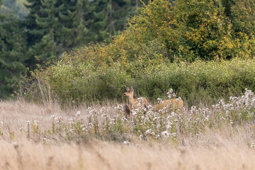 a small group of wild deer wandering around in washington