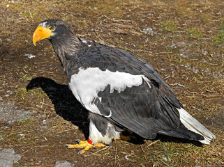 Steller sea eagle (Haliaeetus pelagicus), large diurnal bird of prey in family Accipitridae, in spring