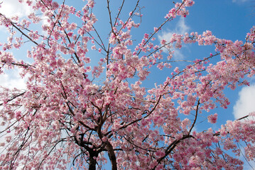 満開のピンクの桜