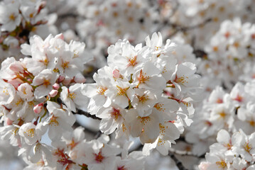 満開の桜