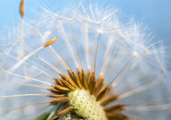 dandelion seeds scattering in the wind