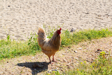 rooster in the grass