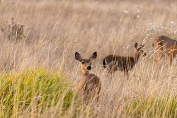 a small group of wild deer wandering around in washington